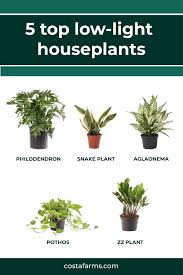 5 Top Low Light Houseplants Houseplants Low Light Low Light Plants Low Lights