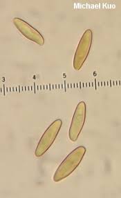 Image result for Boletus speciosus