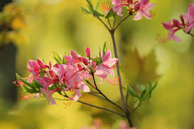 #flower garden #flowering bushes #pink #fuschia. Species Spotlight Our Native Azaleas Edge Of The Woods Native Plant Nursery Llc