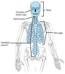 Openstax Cnx Axial Skeleton Human Skeletal System Skeletal System