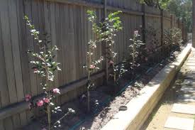 View Topic Camellia Hedge Home Renovation Building Forum Hedges Front Garden Courtyard Garden