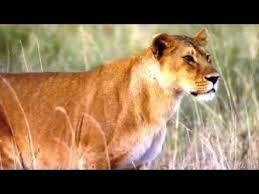 Nat Geo Wild Vahsi Doganin Bir Gunu Tazmanya Turkce Belgeseli Belgesel Natgeowild Belgeselizle Youtube 2020 Doga Hirosima Izleme