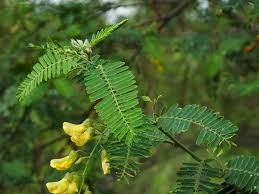 Image result for Sesbania sesban