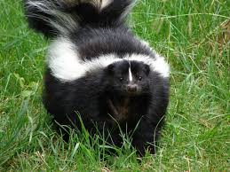 Skunks are small, furry animals with black and white stripes. Living With Wildlife Skunks Ontario Spca And Humane Society