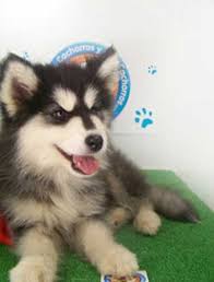 Las carreras de trineo con perros de iditarod son el evento invernal más popular de alaska. Venta De Cachorros Perros De Raza Alaska Malamute Cachorros Cachorros Y Mas Cachorros