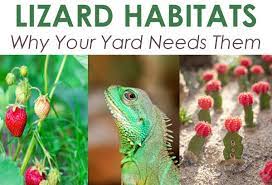 Check spelling or type a new query. Lizard Habitats Why Your Yard Needs Them Green Thumb Nursery