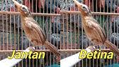 Terutama jika kamu cukup jeli dalam memperhatikan karakteristik fisik dan perilakunya. Ciri Ciri Burung Decu Jantan Betina Youtube