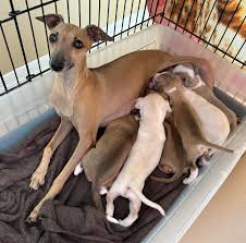 Italian Greyhound puppies for sale 
