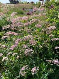 Image result for Pimpinella