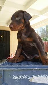 Maybe you would like to learn more about one of these? The Breeder From Bakersfield European Doberman Stud Facebook