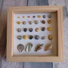 Framed Seashell Art Cornish Seashells Made In Cornwall Seashells Beach House Wall Art Modern Beach Art Holiday Reminder Beach House Wall Art Modern Beach Art Seashell Art