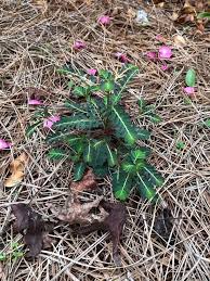 Image result for Phyllanthus microdendron