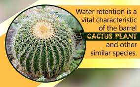 During dry periods, roots will shrivel up and break off to conserve. Barrel Cactus Adaptations Gardenerdy
