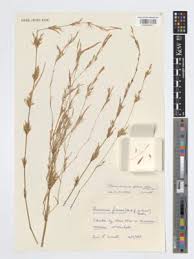 Image result for Equilabium parvum