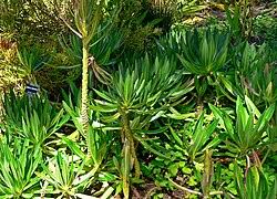 Image result for Lobelia chireensis