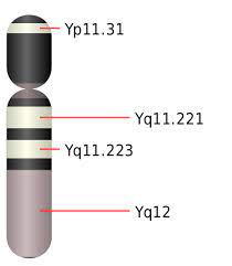 Y Chromosom Wikiwand