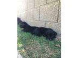 Akc lab puppies pic hide this posting restore restore this posting. Puppyfinder Com Labrador Retriever Puppies Puppies For Sale Near Me In Mesa Arizona Usa Page 1 Displays 10