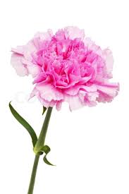Image result for flowers against white background