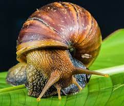 Is It A Snail Or A Slug Damaging My Plants Does The Difference Matter Snails In Garden Snail Animals