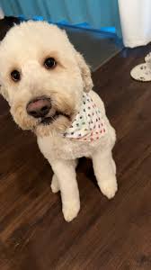 Counter surfing golden doodle help needed