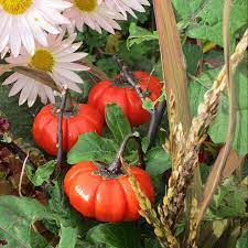 Pumpkin on a stick grows on a plant that looks like an eggplant. Pumpkin On A Stick Eggplant Seeds Urban Farmer