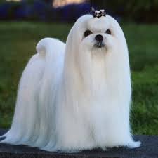 I got one that costs $800, and i love her just as much as a $6,000 dollar one, maybe even more! Maltese Grooming Bathing And Care Espree