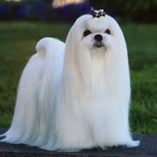 They are both females and are minis, so they won't weigh more than 6 lbs when fu. Maltese Grooming Bathing And Care Espree