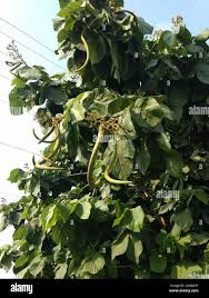 Image result for Fernandoa