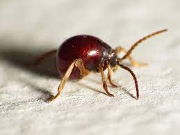 In my case my dog brought them in and i am doing my best to clean. 10 Bugs That Look Like Bed Bugs And How To Tell The Difference