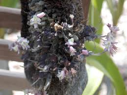 Image result for Polystachya vulcanica