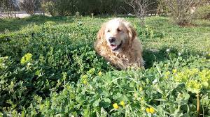 Golden Retriever Kopek Cinsi Hakkinda Her Sey Ajanimo