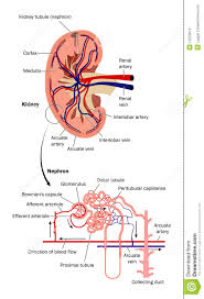 Renal Blood Flow Stock Vector Illustration Of Cortex 12522874