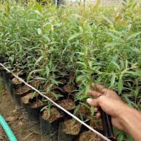 Minyak diekstrak (biasanya disuling dengan uap) terutama dari daun dan rantingnya. Jual Tanaman Kayu Putih Murah Harga Terbaru 2021