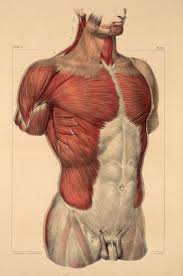 List of skeletal muscles of the human body. Muscles Of The Thorax And Abdomen Jpg 692 1 042 Pixels Croquis D Anatomie Anatomie Art A Theme Anatomie