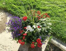 Four stages of plant development. Red White Blue Patriotic Flower Pot Western Garden Centers