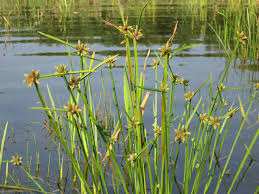 Image result for Schoenoplectiella