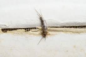 Commonly found in bathtubs.silverfish can eat grains in your pantry or chew large holes in. How To Get Rid Of Silverfish In The Bathroom Loo Academy