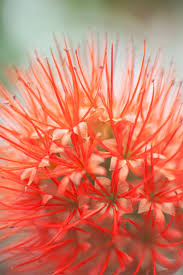 Image result for Combretum constrictum