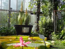 Der erste botanische garten in kiel wurde 1669 als „hortus medicus im schlossgarten angelegt und gilt somit als sechstältester deutschlands. Universitat Kiel Cau On Twitter Die Blute Der Kieler Titanenwurz Wird Dieses Wochenende Erwartet Sonderoffnungszeiten Des Botanischen Gartens Webcam Und Weitere Infos Unter Https T Co 4ip8rflnk6 Titanwurz Https T Co Tzpl7hwxic