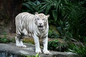 Here you can find the best white tiger wallpapers uploaded by our community. Ailing White Tiger Put Down In Singapore Zoo