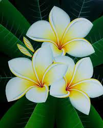 Cara sambung kamboja banyak warna bunga kamboja bali plumeria jepun bali adenium stek kamboja okulasi sambung pucuk kamboja warna warnibunga kamboja. Dewa Lukisan Photos Facebook