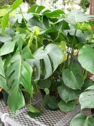Philodendron Split Leaf House Plants Plants Philodendron Plant Plant Identification