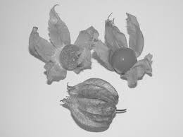 Image result for Physalis pubescens