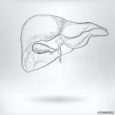 This submucosal layer also contains glands called brunner's glands. Cartoon Symbol Of Liver Science Medical Concept Drawing Sketch Vector Illustration Stock Vector Adobe Stock