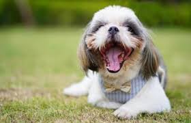 The breed was popular in germany, spain, france and italy in the 1500s and continued throughout the. Meet The Lowchen A Little Lion With A Playful Heart Lovetoknow