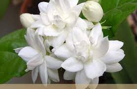 Check spelling or type a new query. Arabian Jasmine Facts And Health Benefits