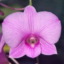 Dendrobium Phalaenopsis Synonym Dendrobium Bigibbum Var Superbum Orchid Flower Orchids Flowers
