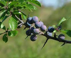 12 fruit trees you can grow indoors. Blackthorn Planting Pruning And Harvesting Sloes At Just The Right Moment