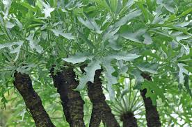 Image result for Cussonia sessilis