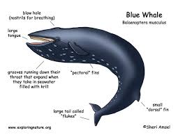 The Blue Whale Is The Largest Animal In The World